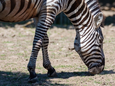 Plains zebra - De Zonnegloed - Animal park - Animal refuge centre 